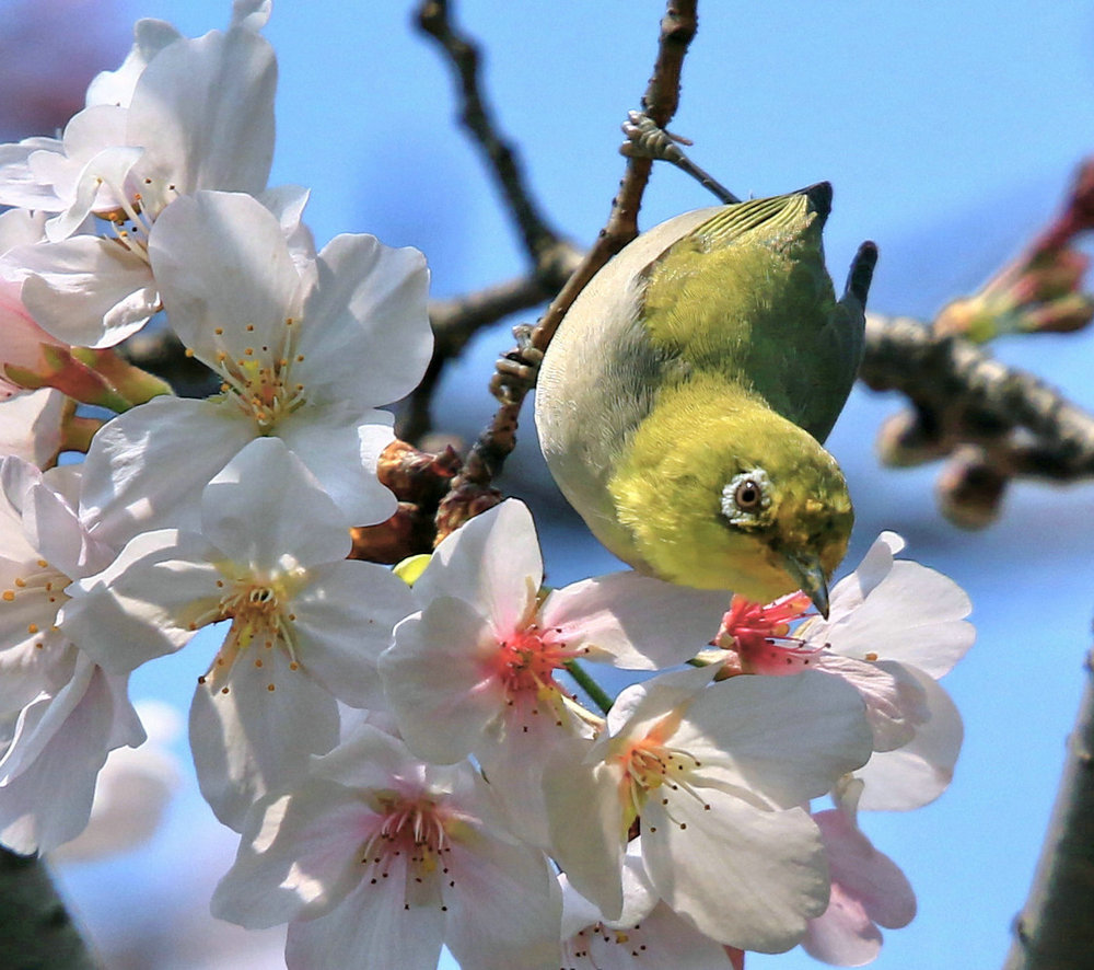 B類 2等獎(jiǎng) 陳鼎10025 組圖 鳥語(yǔ)花香1386770****IMGL2047_副本.JPG